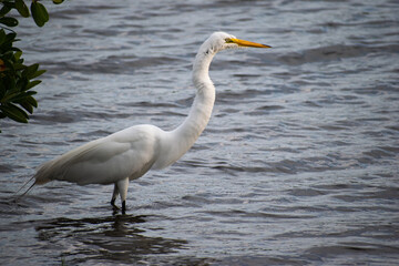 A majestic Great Egret wading in the shallow water looking for its next meal.