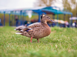 Female of mallard duck on the lawn. Close-up. Portrait of bird.