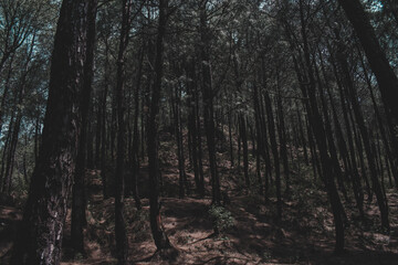 deep black pine trees forest giving horror feel
