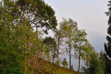 Tree landscape, in the himalayan forest of Kalimpong.