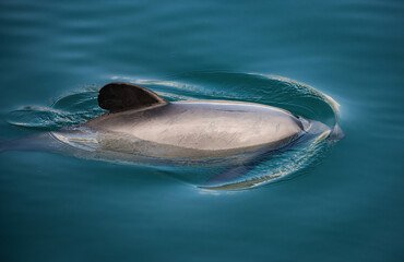 Endangered New Zealand Dolphins