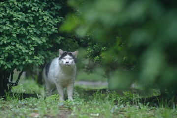 樹の下の黒白猫