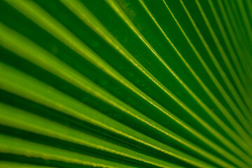 Obraz premium Abstract line patterns formed by a palm leaf. Background for designers.