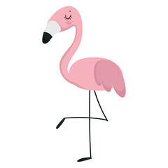 flamingo animal cartoon