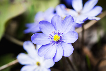 Hepatica nobilis blossoming in the garden. Selective focus.