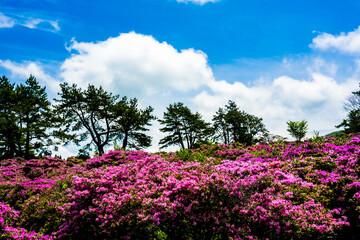 ミヤマキリシマ