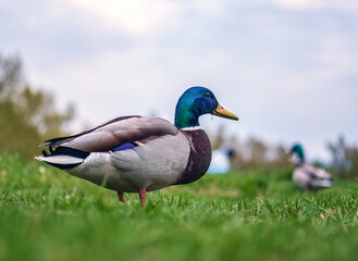 Naklejka na ściany i meble Male of mallard duck on the lawn. Close-up. Portrait of bird.