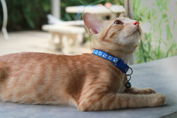 orange cat with blue collar sitting on bench in the garden and looking up.