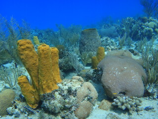 Jardines de colores bajo el mar.