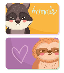 animals raccoon sloth