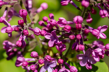 Naklejka na ściany i meble Close up texture view of beautiful budding Persian lilac (syringa persica) flower blossom clusters blooming in full sunlight with defocused background