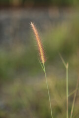 grass in the wind