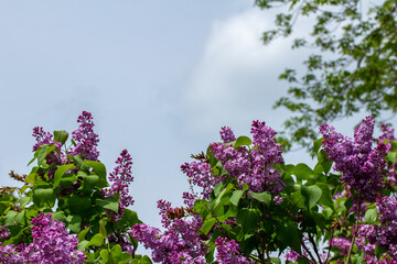 Close up texture view of beautiful fragrant Persian lilac (syringa persica) flower blossom clusters...
