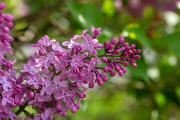 Close up texture view of beautiful fragrant Persian lilac (syringa persica) flower blossom clusters blooming in full sunlight with defocused background