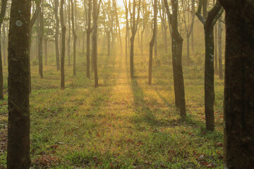 Fototapeta premium into the wood, forest in the morning
