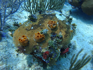 Corales como paleta de colores...