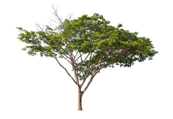 tree isolated on white background