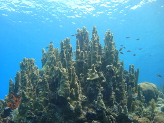 Fototapeta na wymiar Bosque de coral, casi medieval castillo...