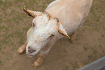 Obraz premium ヤギ 