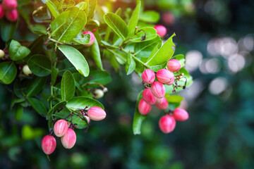 Mango yawn lime or bengal currant, christs thorn or carunda or karonda thailand fruit.