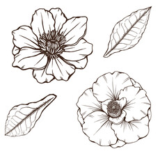 Elegant garden flowers line art, poppy and camelia flower hand drawn sketch