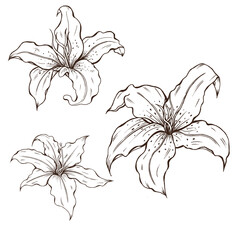 Elegant line art flowers, garden lillies, black floral design elements, summer flower sketch