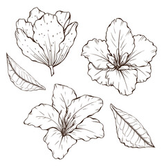 Garden flowers line art, leaves ink, camelia azalia sketch, summer botanica design elements