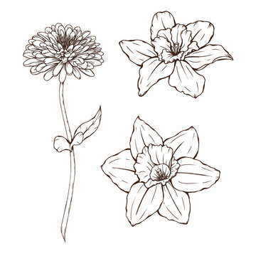 Garden flowers sketch, zinnia and narcissus line art, black botanica, summer floral illustration