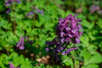 Obraz premium Early spring flowers close up