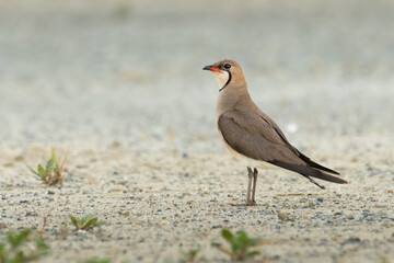 Oriental Pratincole standing on the ground looking into a distance