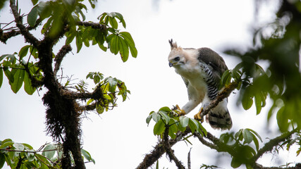 juvenile Ornate Hawk Eagle