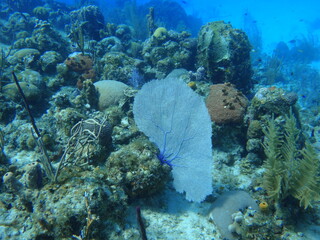 Coral abanico rey del reino.