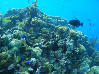 Pececito solitario en su Jardincito Entrada libre.