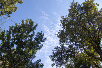 Blue sky with clouds seen through a canopy of green trees
