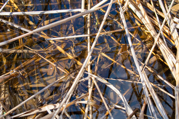 Swamp in early spring with dry reeds