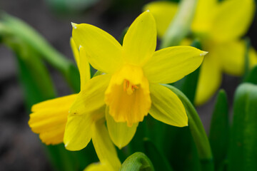 Fototapeta na wymiar Yellow daffodil close up