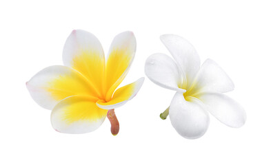 Fototapeta na wymiar frangipani flower white background