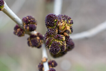 Ash tree in spring buds