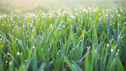 Close up young wheat seedlings growing with dew
