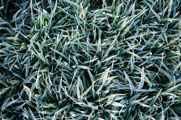 Winter crops.germinated wheat grain in agricultural fields covered with frost.