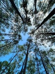 Up view Pinus caribaea