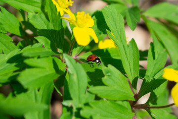Little ladybug on young grass