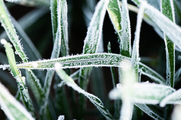 Ice crystals on green grass close up. Nature background.