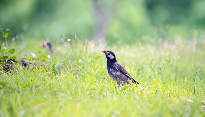 Gray starling walks on the lawn with green grass, bird life in the wild nature, Sturnus cineraceus