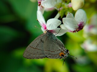 butterfly on a flower