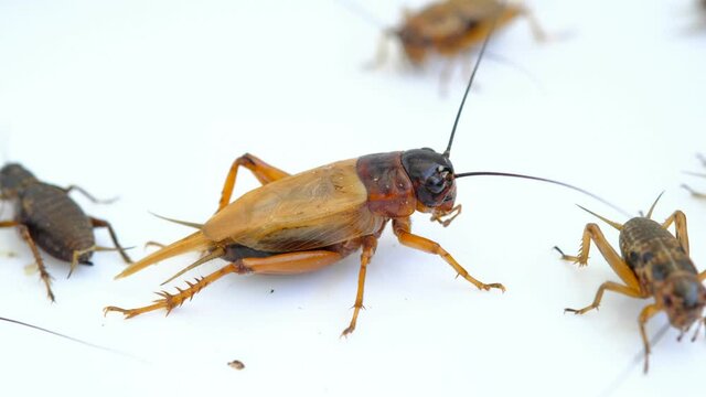 closeup crickets eating food, small bug
