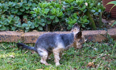 Pet dog pooping on the lawn