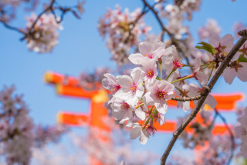 京都　平安神宮の大鳥居と桜