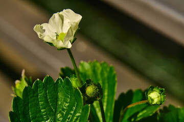 Strawberry plant with flowers and small strawberries still developing in spring