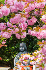 京都　千本釈迦堂のおかめ像と八重桜